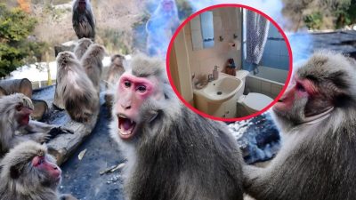 Deux singes font irruption dans une maison et agressent la famille, une personne décède