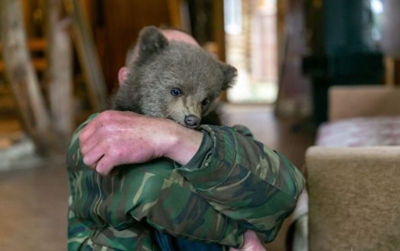 Un ourson se perd dans un village, cet homme lui sauve la vie et l’adopte