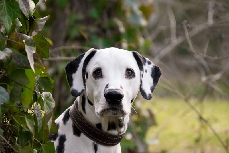 Une chienne a été surprise après avoir donné naissance à d'étranges chiots