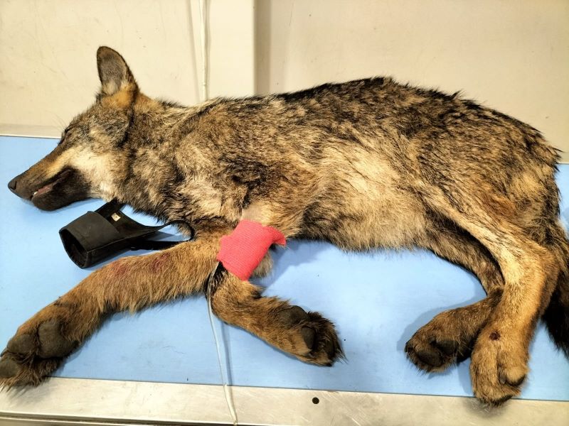 Une femme écrase un chien, le vétérinaire découvre qu'il s'agit d'un autre animal
