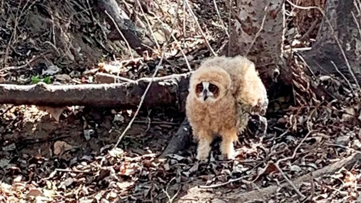 Une femme et son chien ont rencontré un animal rare qu'ils n'ont pas pu identifier