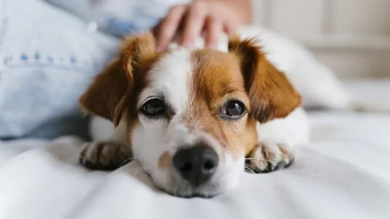 Une tiktoker Espagnol avoue avoir couché avec son chien