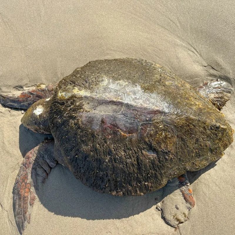 Une tortue morte sur la plage a provoqué une agitation pour ce qu'elle avait traîné