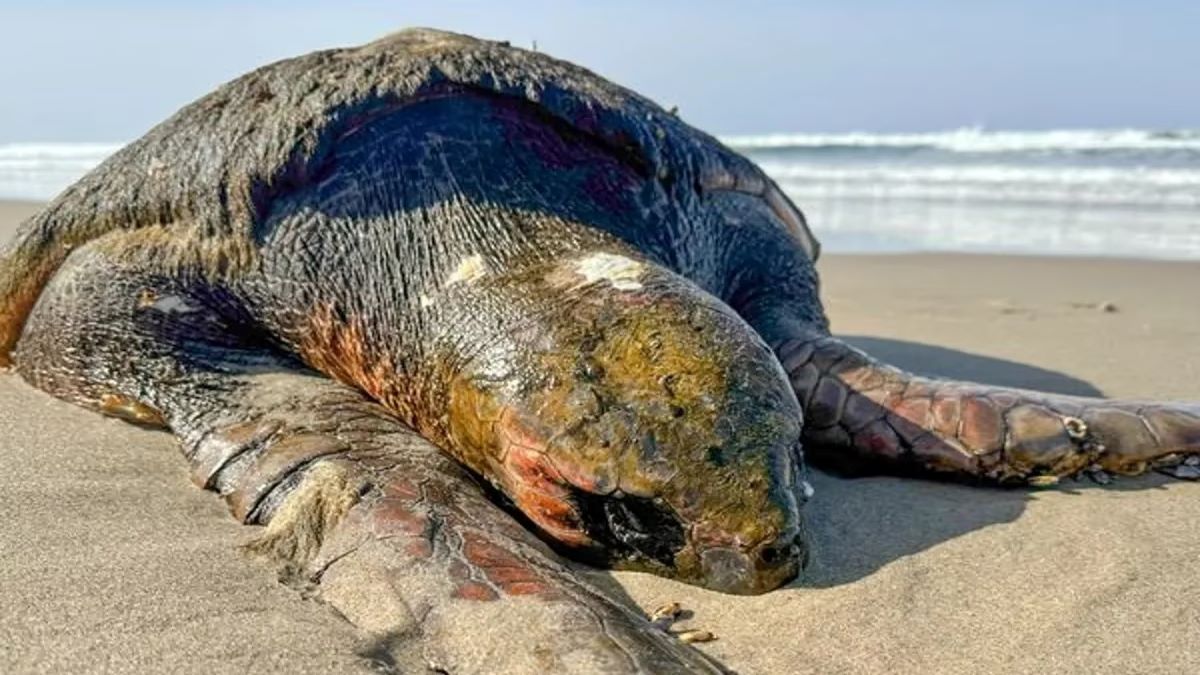 Une tortue en voie de disparition a été retrouvée morte sur la plage