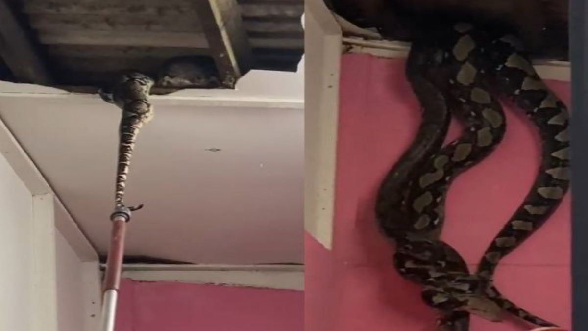 Vidéo : 2 serpents géants cassent le toit d'une maison en s'accouplant