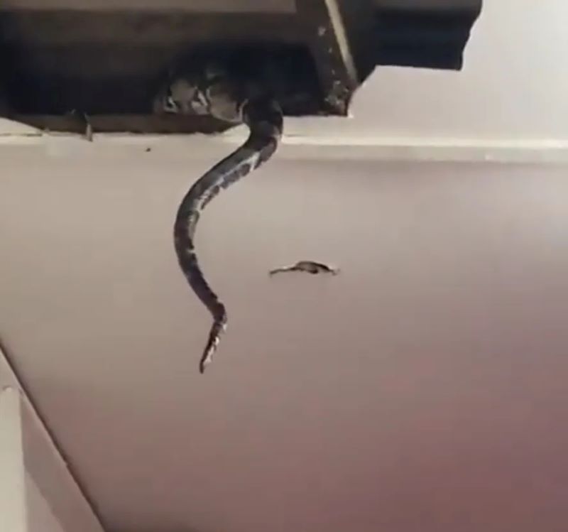 Vidéo : 2 serpents géants cassent le toit d'une maison en s'accouplant