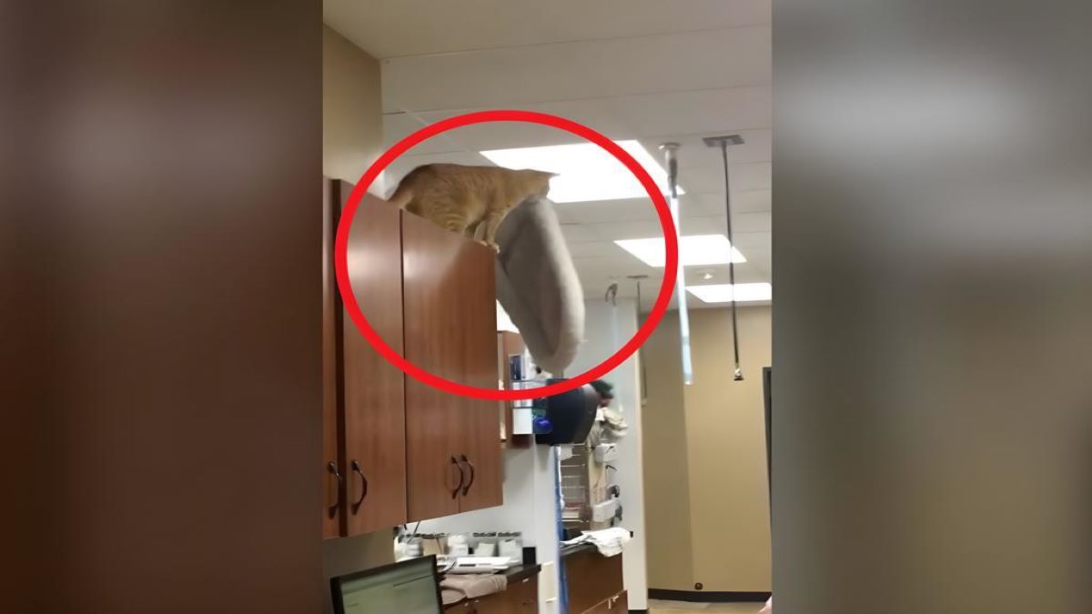 Vidéo de l'incroyable saut de ce chat 'acrobate', est-ce de la chance ou d'une compétence ?