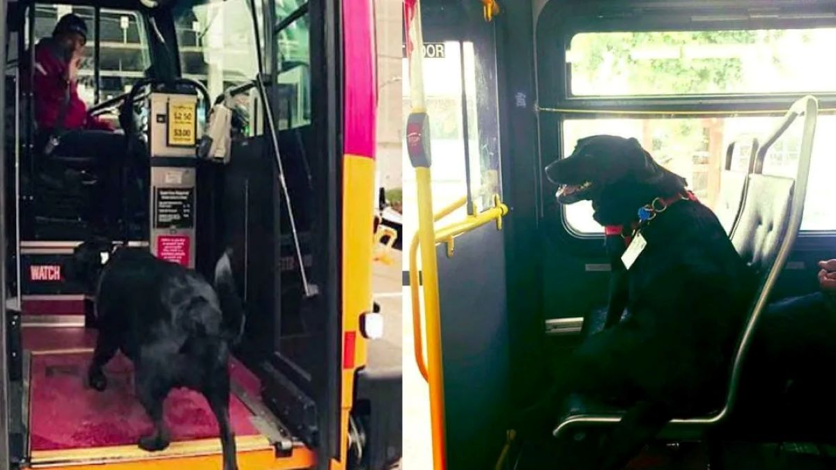 Vidéo : ce chien prend le bus seul chaque jour pour aller au parc