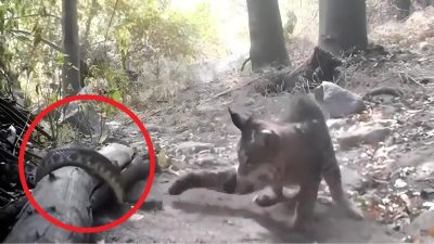 Vidéo : Combat surprenant entre un serpent et un chat sauvage