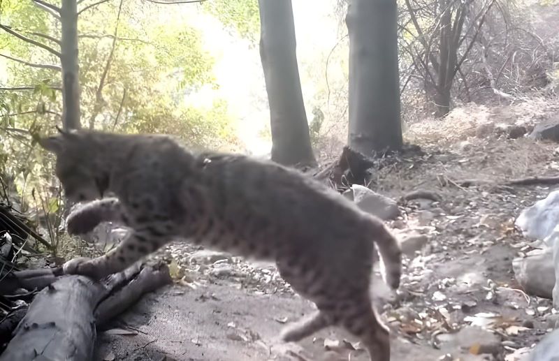 Vidéo : Combat surprenant entre un serpent et un chat sauvage