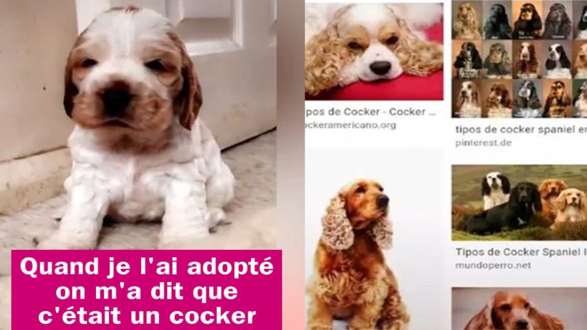 Vidéo : Elle adopte un chiot cocker, mais il s'agissait d'une autre race énorme