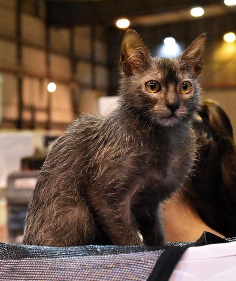 Vidéo : Elle pensait que son chat était malade, mais elle a découvert que ce n'était pas un chat