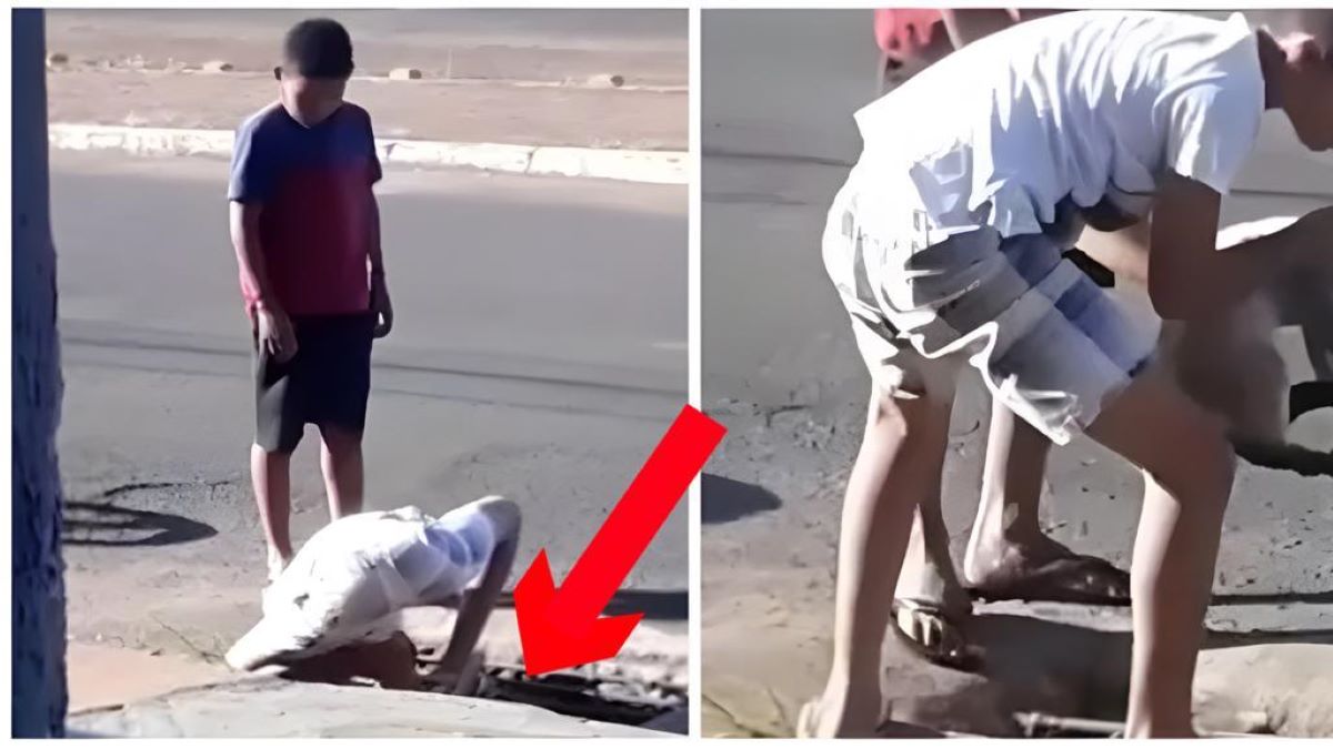 Vidéo, un enfant sauve un chat coincé dans une bouche d'égout