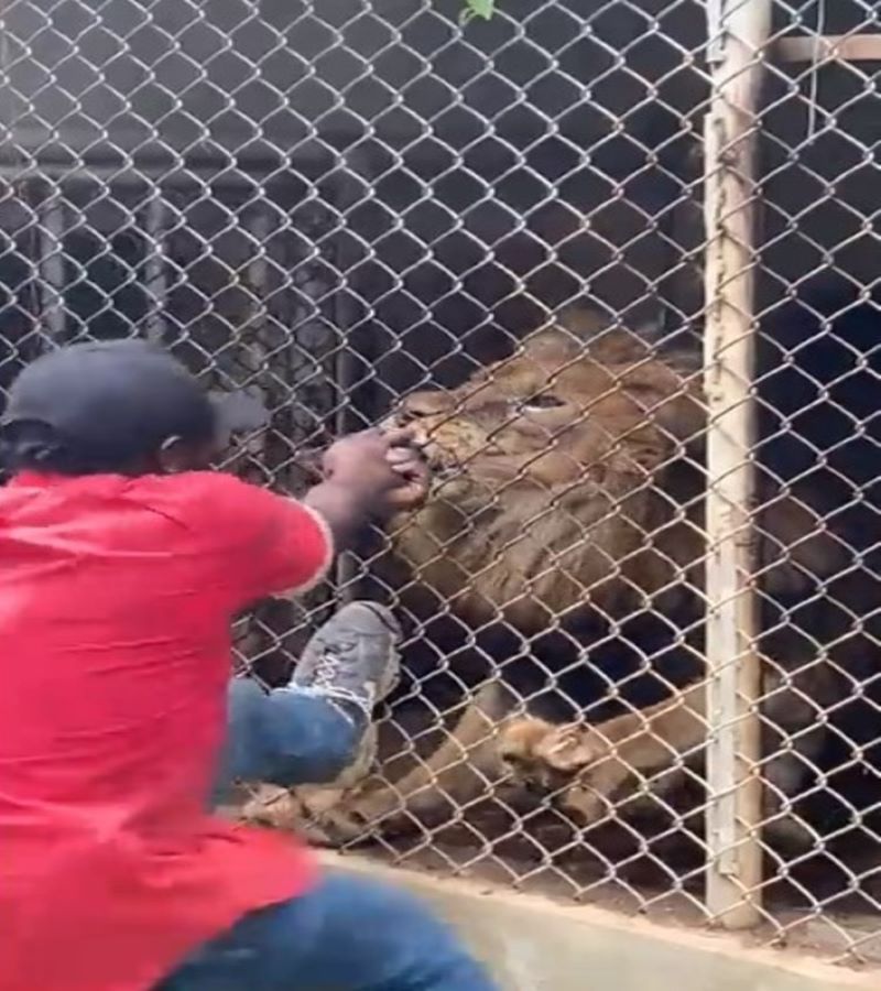 Vidéo, il a provoqué le lion dans un zoo, dévoré son doigt et ils l'ont filmé en pensant qu'il faisait une blague