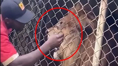 Vidéo, il a provoqué le lion dans un zoo, dévoré son doigt et ils l'ont filmé en pensant qu'il faisait une blague