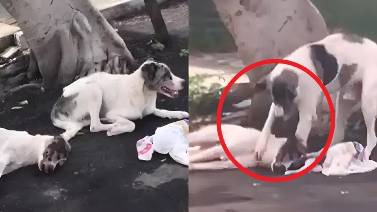 Vidéo, Un chien passe 24 heures à côté d'un chien percuté par une voiture et lui sauve la vie