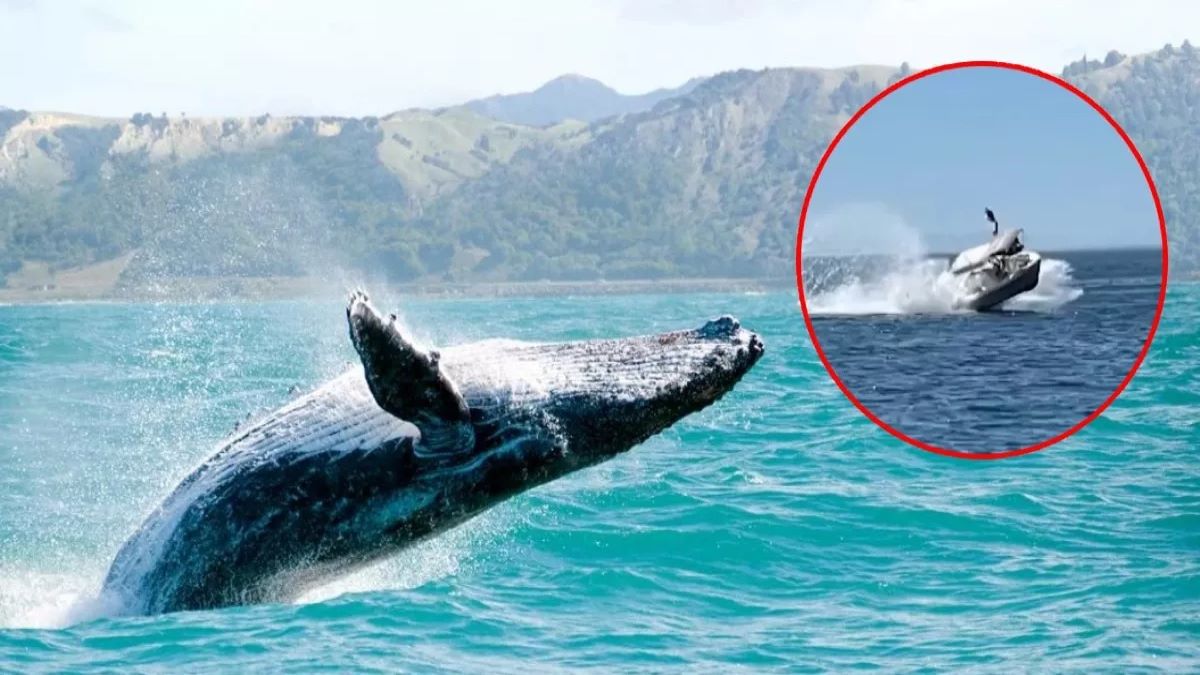 Vidéo, un bateau entre en collision avec une baleine, le pire est arrivé