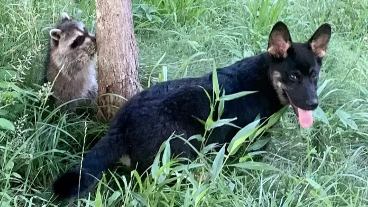 Vidéo incroyable d’une partie de cache-cache entre ce chien et des ratons laveurs