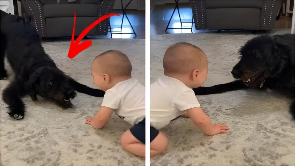 Vidéo, la mère laisse son bébé avec le chien et quelque chose d'inhabituel s'est produit