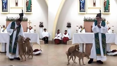 Vidéo : La réaction d'un prêtre après avoir vu des chiens s'accoupler en pleine messe