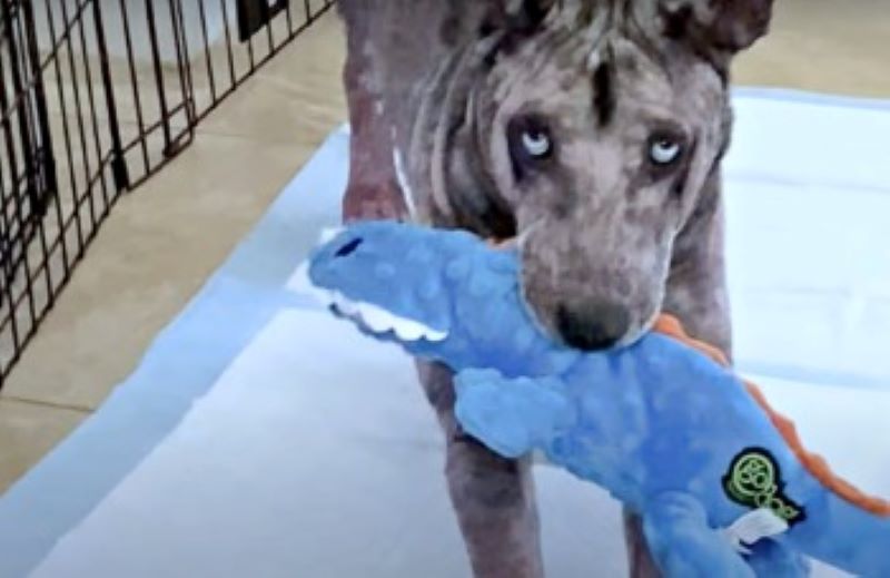 Vidéo : La réaction que ce chien sans poils a eue lorsqu'il a été touché pour la première fois