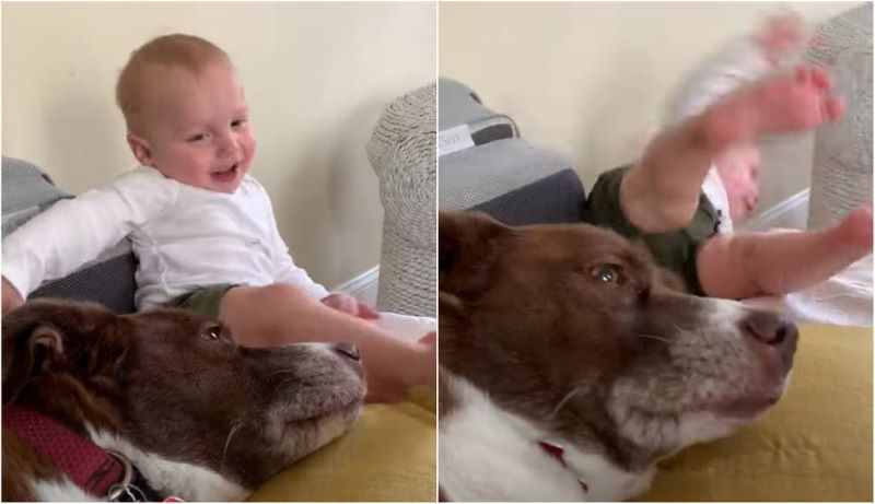 Vidéo, le bébé rit en jouant avec son chien et soudain tout prend une tournure dramatique