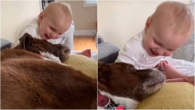 Vidéo, le bébé rit en jouant avec son chien et soudain tout prend une tournure dramatique