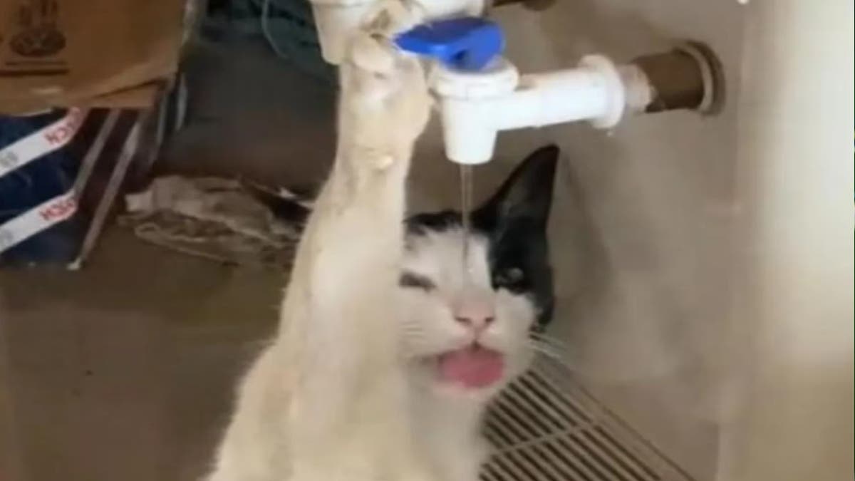 Vidéo : ce chat est devenu célèbre pour avoir bu de l'eau à un distributeur