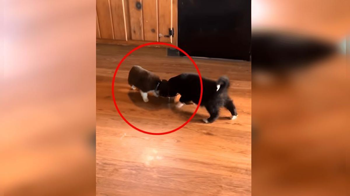 Vidéo, le chiot a une réaction furieuse en voyant son propriétaire chouchouter ses frères