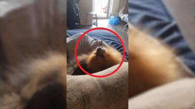 Vidéo : Le hurlement curieux d'un chien qui ressemble à un mélange de loup et de singe