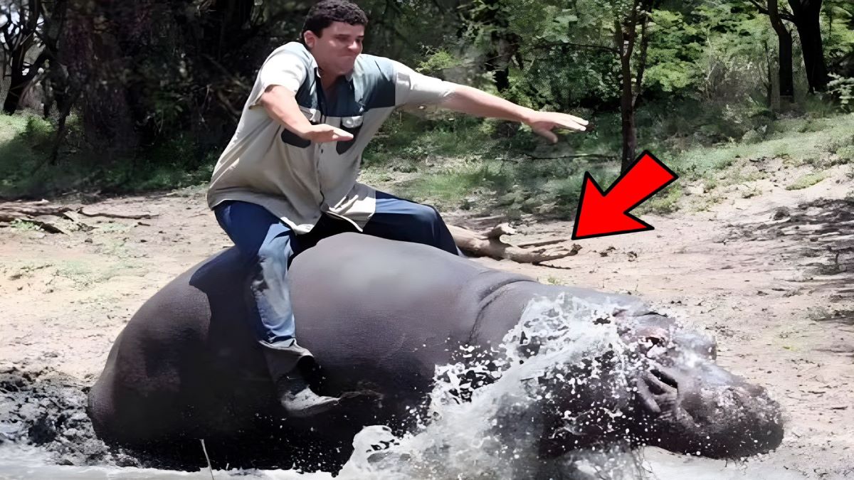Vidéo, l'étrange "amitié" entre un homme et un bébé hippopotame qui s'est terminée en tragédie