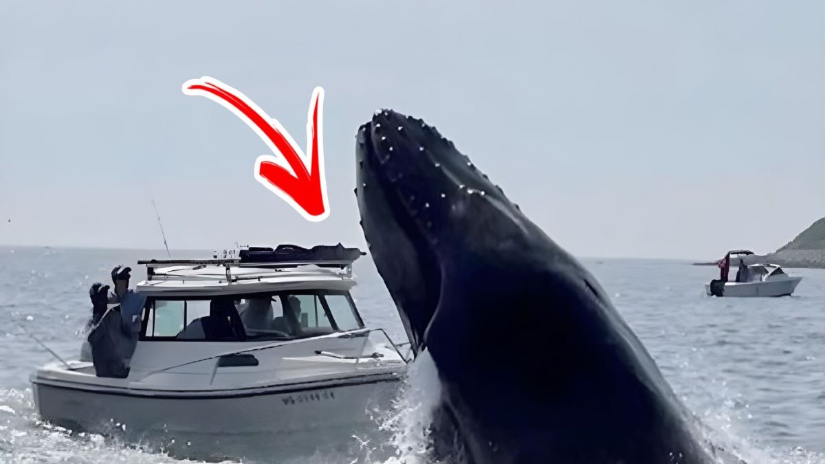 Vidéo, moment de terreur lorsque la baleine saute et heurte le bateau