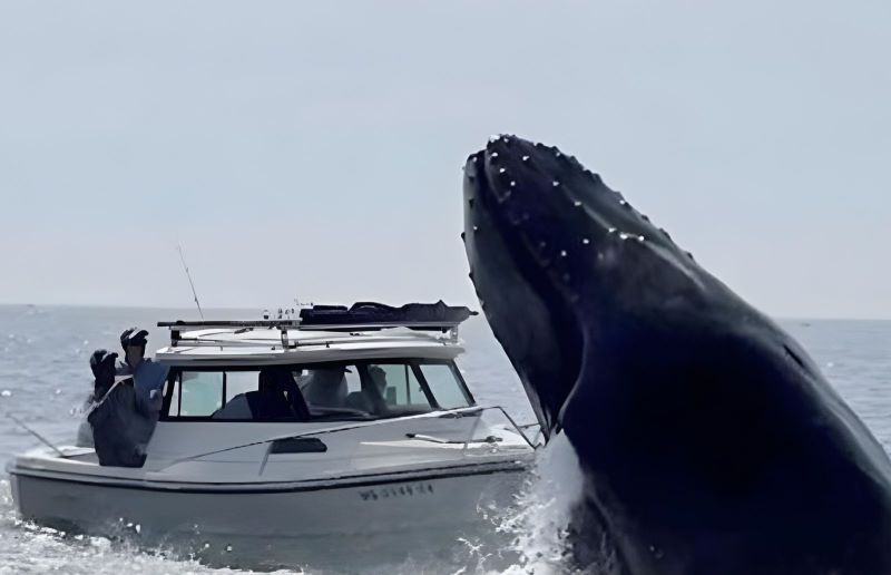 Vidéo, moment de terreur lorsque la baleine saute et heurte le bateau