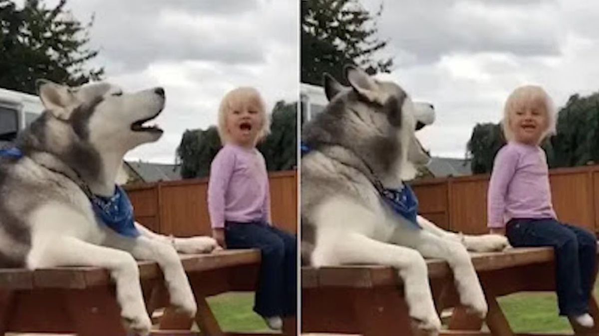 Vidéo : Moment où cette petite fille et son chien ont une incroyable "conversation"