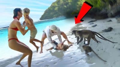 Vidéo, moment où une bande de singes attaque "une famille en Thaïlande"