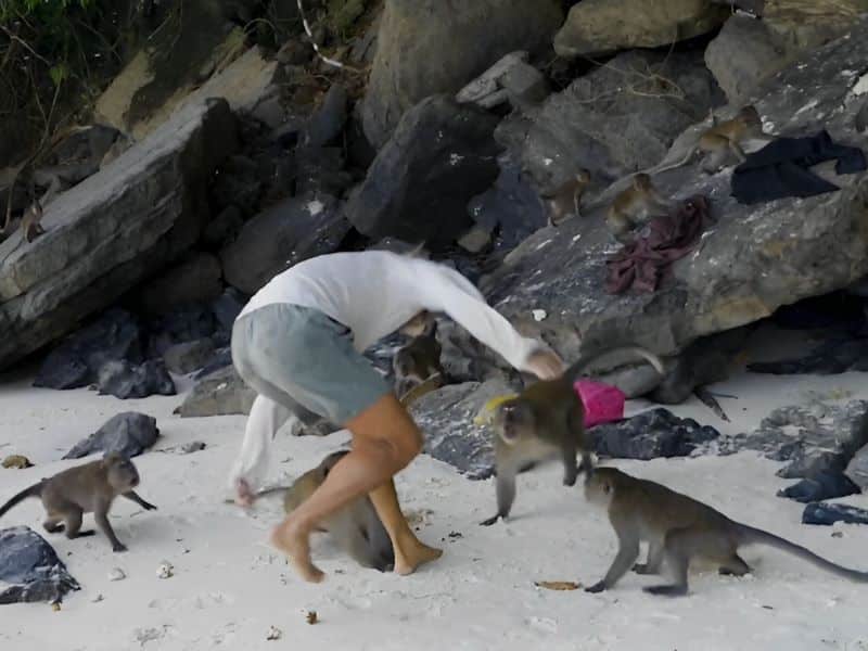 Vidéo, moment où une bande de singes attaque "une famille en Thaïlande"