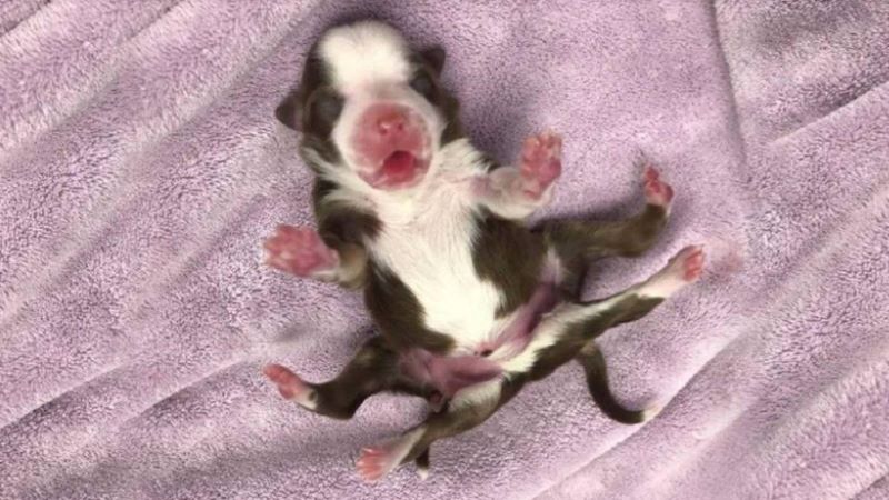Vidéo, naissance surprenante de Skipper, un chien à six pattes