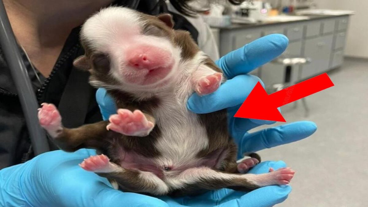 Vidéo, naissance surprenante de Skipper, un chien à six pattes et deux queues