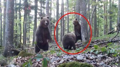 Vidéo, pourquoi ces ours ont-ils peur ? La vérité glace le sang