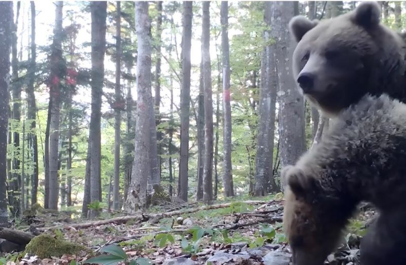Vidéo, pourquoi ces ours ont-ils peur ? La vérité te laissera froid