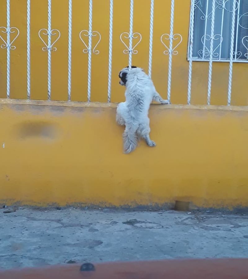 Vidéo, regardez comment ce chien aide son ami à franchir la clôture pour qu'ils puissent jouer ensemble