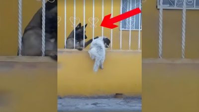 Vidéo poignante d'un chien qui aide son ami à franchir la clôture pour qu'ils puissent jouer ensemble