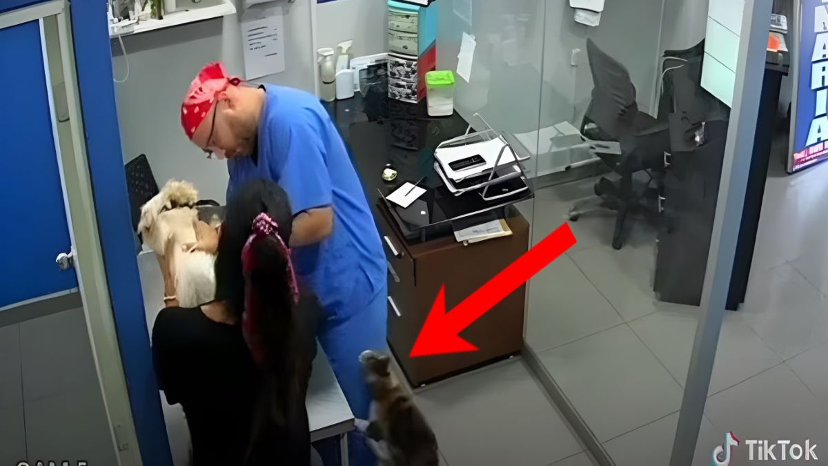 Vidéo, un chat attaque un vétérinaire qui vaccine son compagnon chien