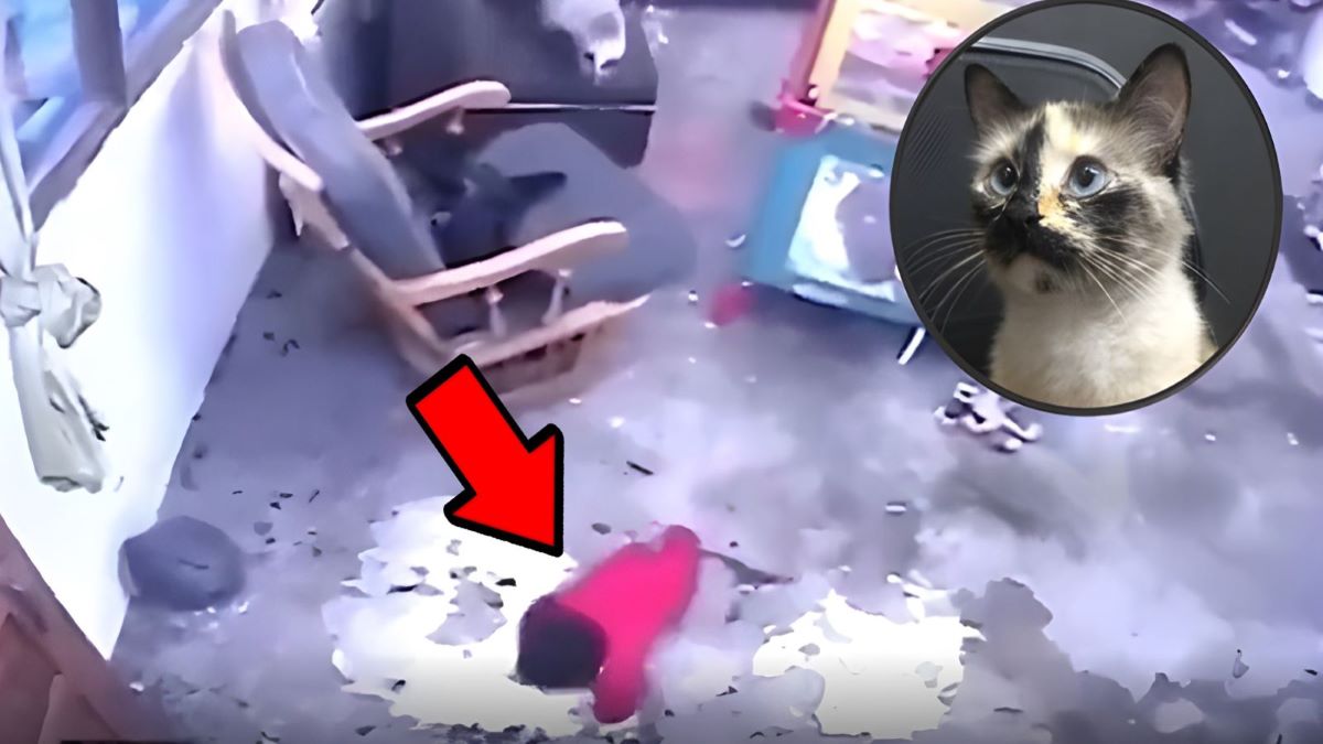 Vidéo, un chat sauve un bébé qui était sur le point de tomber dans les escaliers