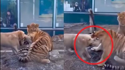 Vidéo, Un chien arrête la bataille entre un tigre et un lion et c'est la raison
