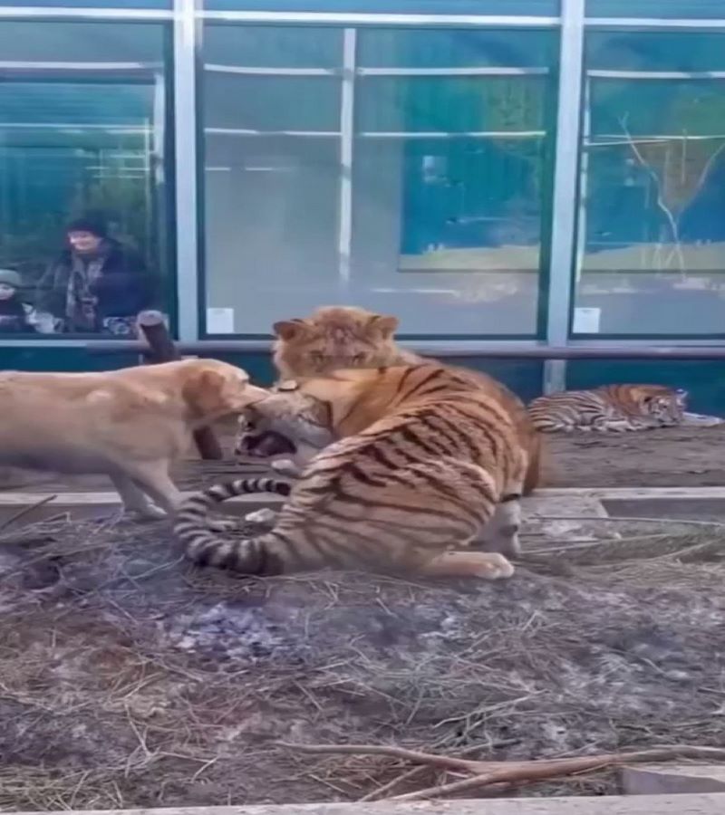 Vidéo, Un chien arrête la bataille entre un tigre et un lion et c'est la raison