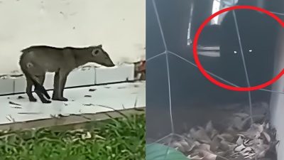 Vidéo : Un chien fantôme capturé pour la première fois, pourquoi est-il si étrange ?