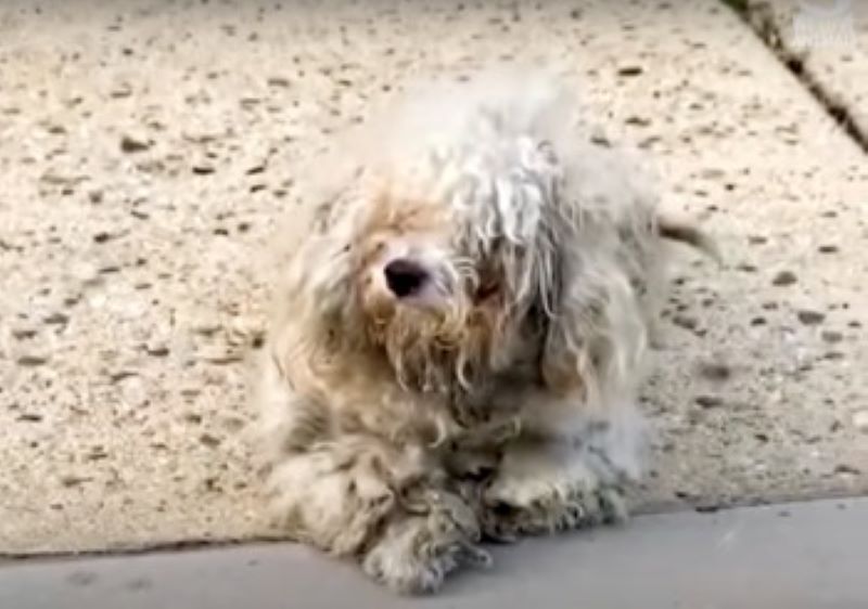 Vidéo : Un chien piégé à l'intérieur d'une clôture lève la patte pour saluer celui qui le sauve