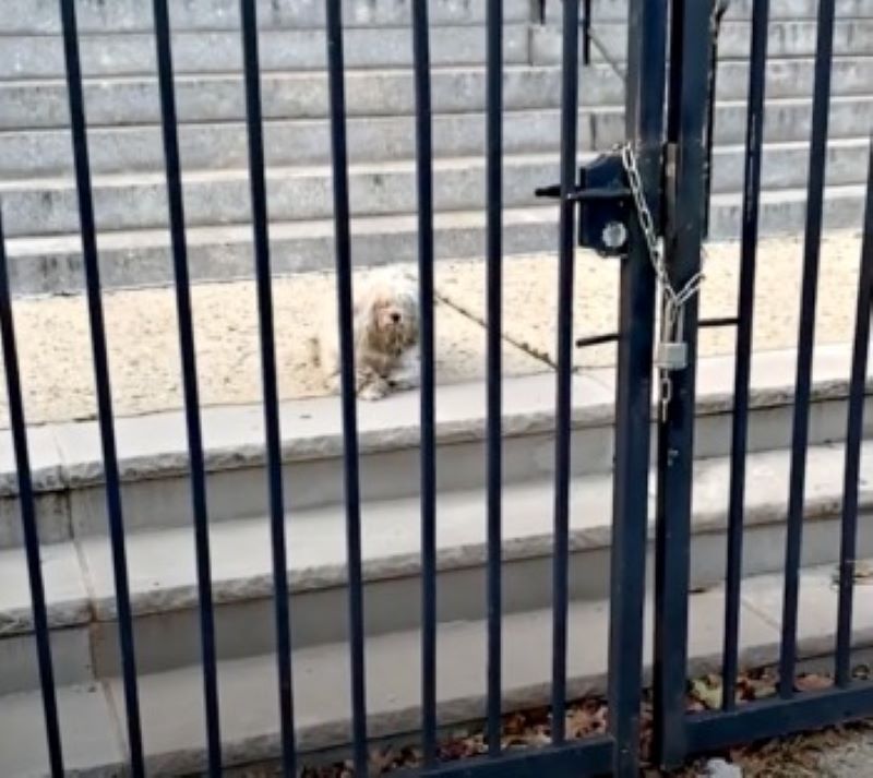 Vidéo : Un chien piégé à l'intérieur d'une clôture lève la patte pour saluer celui qui le sauve