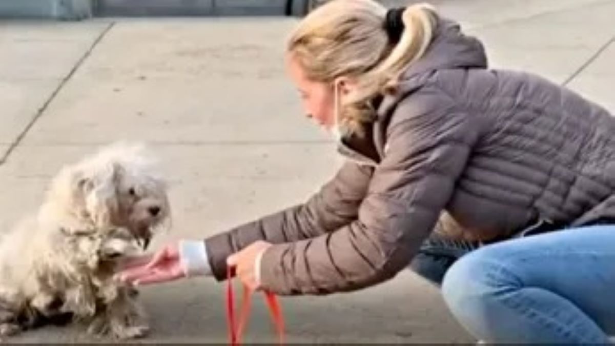 Vidéo : Un chien piégé à l'intérieur d'une clôture lève la patte pour saluer celui qui le sauve